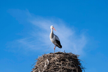 A stork in their nest against background of skies