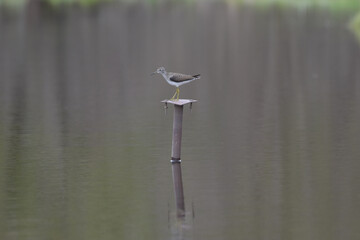 Marais Kingsbury 4 Mai 2024