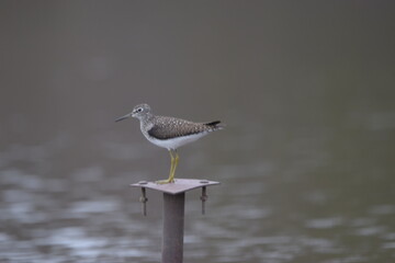 Marais Kingsbury 4 Mai 2024