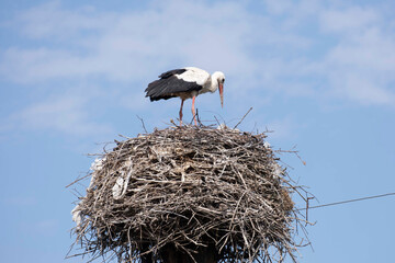 A stork in their nest against background of skies