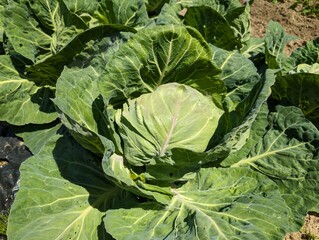Naklejka premium cabbage