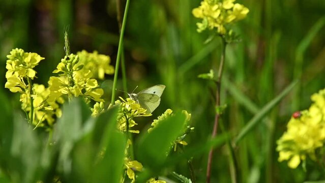 Small White butterfly (Pieris rapae) feeding on Charlock (Sinapis arvensis) flowers in the margin of an arable field. May, Kent, UK. [Slow motion x5]