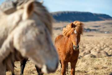 Iceland horses in the mountains