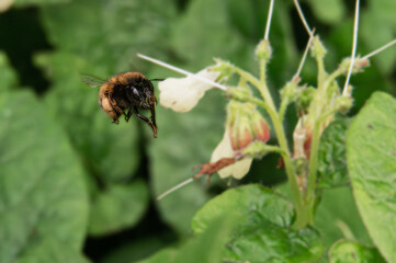 Bee flying to a flower