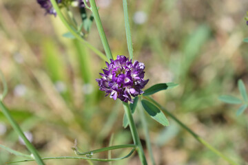 Alfalfa flower