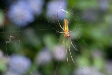 spider on web