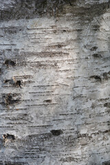 Pubescent birch bark detail