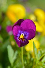 Violet King Henry flower