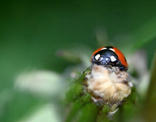 Ladybug on a flower
