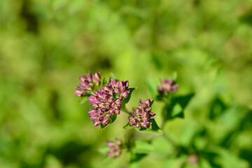 Common marjoram flower buds