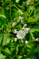 Carnic masterwort flowers