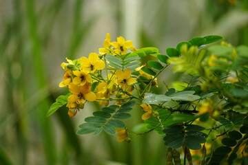 Close-up of Senna splendida flower