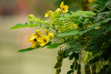 Close-up of Senna splendida flower
