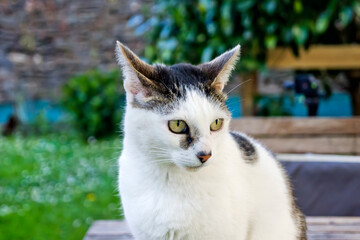Gato sentado sobre una mesa de jardín