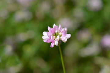 Obraz premium Purple crown vetch flower