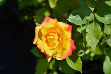 Rose Punch flower