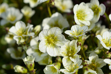 Mossy Saxifrage Pixie White flowers