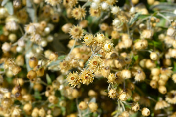 Everlasting Summer Snow seed heads