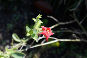 Brazilian red petunia flower