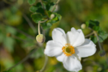 Japanese anemone Honorine Jobert flower bud