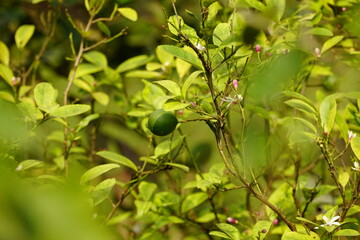 Close-up of Citrus × aurantiifolia tree