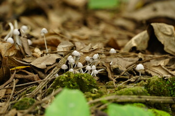 Close-up of mushrooms growing after rain