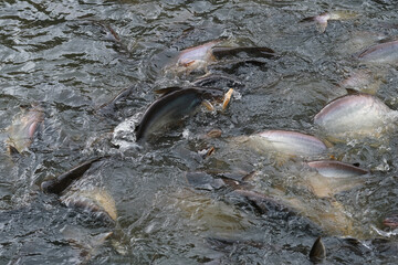 Fish in the pond for cooking