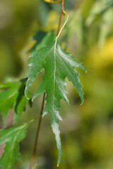 European Birch Gracilis leaves