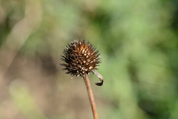 Coneflower Alba seed head