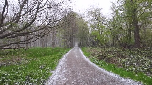 Eisregen auf Waldweg im Fr&uuml;hling, Graupel, D&uuml;stere Stimmung, Wanderweg