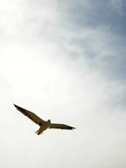 Alas en Libertad: Gaviota Majestuosa en Pleno Vuelo, Contraluz en un Cielo Transicional entre el Blanco Puro y el Celeste Sereno, Manifestando Elegancia y Gracia en su Trayectoria Aérea