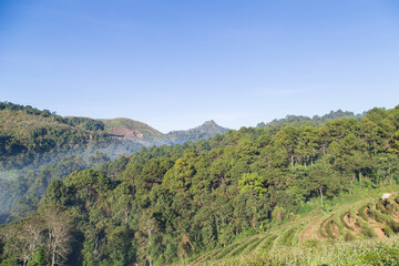 Tea plantation organic field with fog on the highland mountain