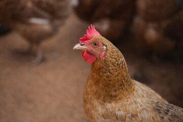 Red chicken walking in paddock Ordinary red rooster and chickens looking for grains while walking in paddock on farm