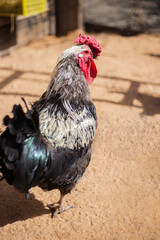 Head portrait of a funny free-range rooster outdoors. A rooster walks on the sand on a sunny day. vertical photo
