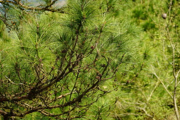 Close-up of Pinus flowers blooming