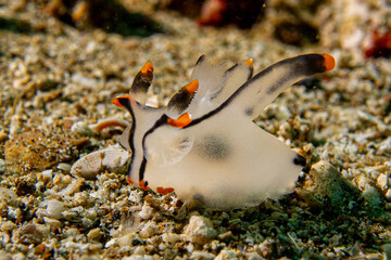 Pikachu Nacktschnecke Anilao Philippinen