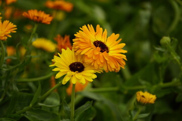 Close-up of yellow chrysanthemum blooming