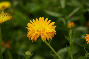 Close-up of yellow chrysanthemum blooming