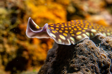 Pseudoceros lindae Linda's Strudelwurm - Anilao Philippinen