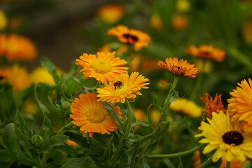 Close-up of yellow chrysanthemum blooming