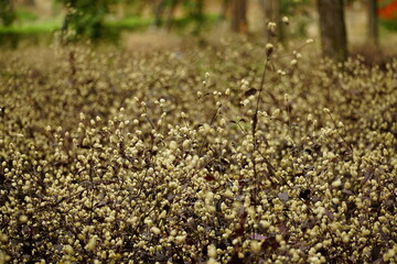 Close-up of Alternanthera dentata flower