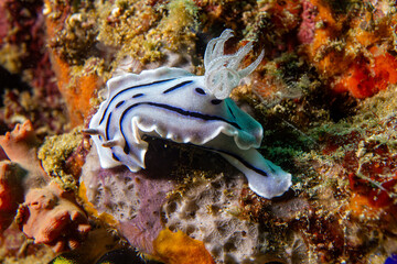 Chromodoris lochi Nudibranch - Anilao Philippinen
