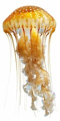 A large jellyfish with long, trailing tentacles
