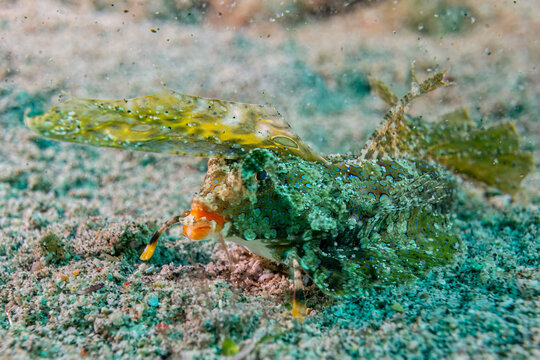 Fingered Dragonet - Dactylopus dactylopu  - Anilao Philippinen