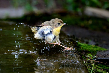 Female common yellowthroat, Geothlypis trichas, bathing in a pond in South Texas.