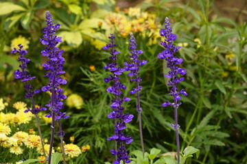Close-up of Duranta repens flower