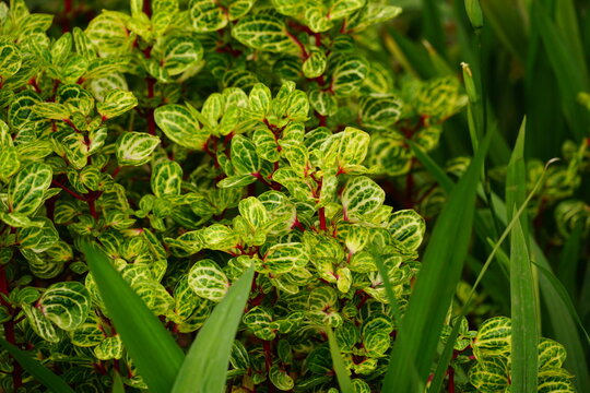 Close-up of Iresine herbstii plant