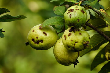 Close-up of guava fruit on tree