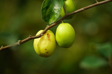 Close-up of Ziziphus mauritiana fruit