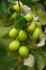 Close-up of Ziziphus mauritiana fruit
